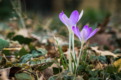 Close-up of purple crocus flowers on field