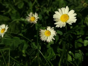 Close-up of yellow flowers blooming outdoors