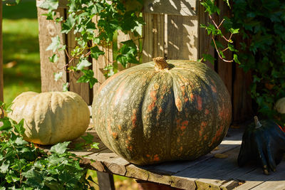Close-up of pumpkin