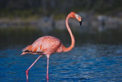 Flamingo in lake