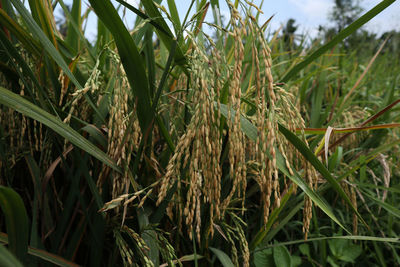 Close-up of crops growing on field