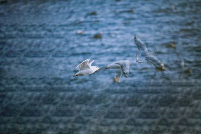 Seagulls flying over sea