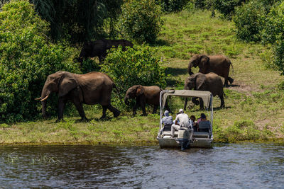 View of elephant in the river