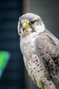 Close-up of owl perching