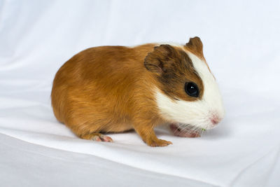 animal
