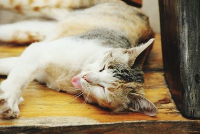 Close-up of cat sleeping