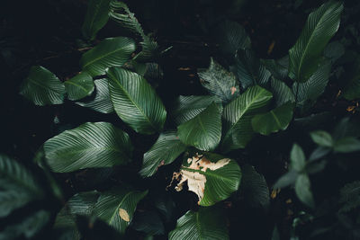 High angle view of leaves on field