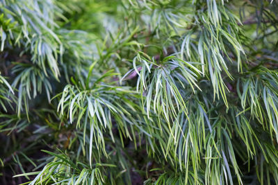 Lush green leaves in close up