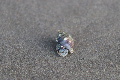 Close-up of shell on sand