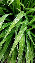 Full frame shot of wet plant