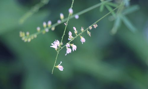 Close-up of white flowers blooming outdoors