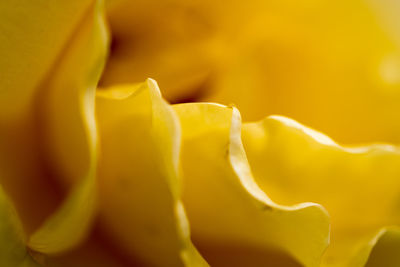 Close-up of yellow rose