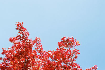 Low angle view of flowers against clear sky