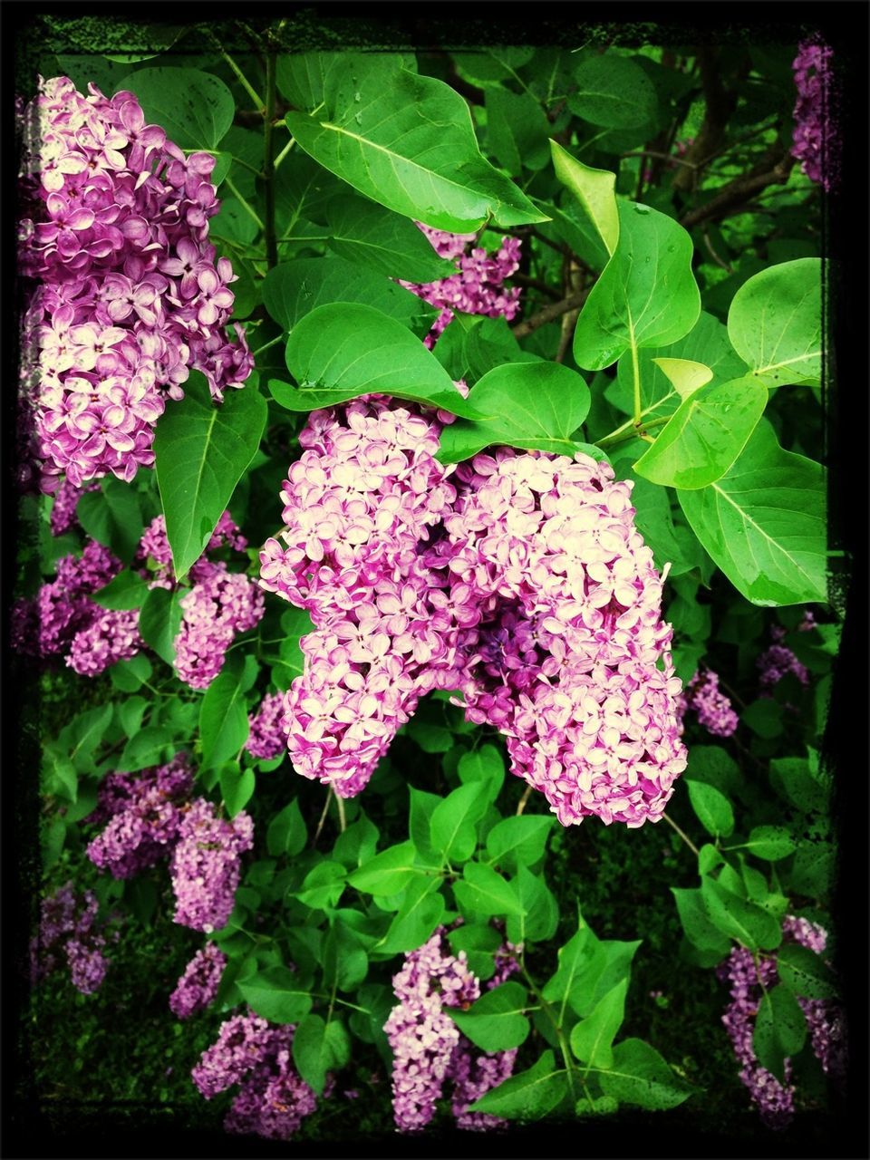 flower, freshness, fragility, growth, beauty in nature, petal, pink color, nature, plant, leaf, flower head, blooming, transfer print, purple, high angle view, in bloom, auto post production filter, blossom, close-up, green color