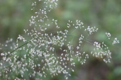 Close-up of white flowering plants