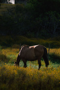 Side view of horse standing on field