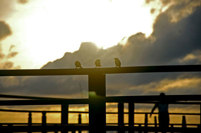 Silhouette low angle view of 3 sparrows perched on the pier railing