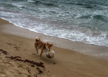 Dog on beach