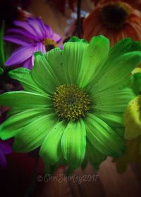 Close-up of passion flower blooming outdoors