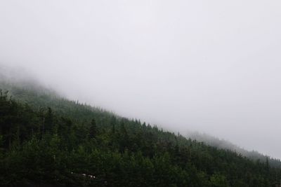 Trees in forest against sky