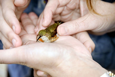 Close-up of human hand holding crab