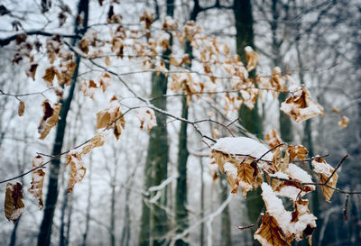 Close-up of dry leaves on tree during winter