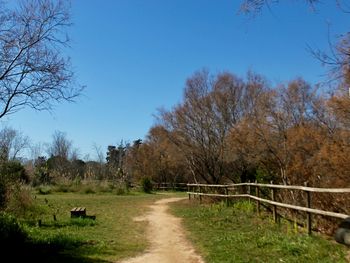 Footpath amidst trees on field against clear blue sky