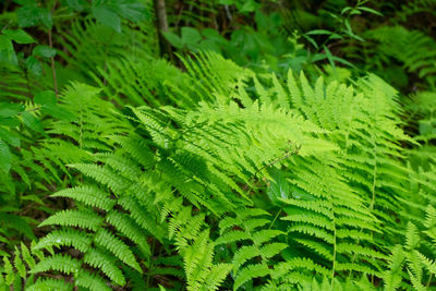 Full frame shot of green leaves