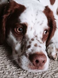 Close-up portrait of dog