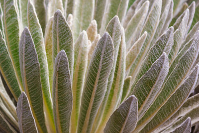 Close-up of succulent plant on field