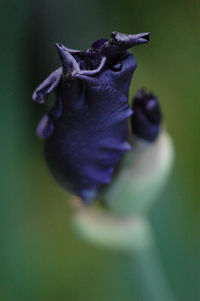 Close-up of purple flower
