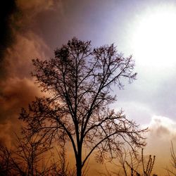 Low angle view of silhouette bare tree against sky