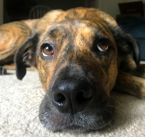 Close-up portrait of dog resting