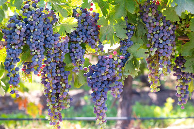 Close-up detail of grapes at a vineyard at colchagua valley in chile