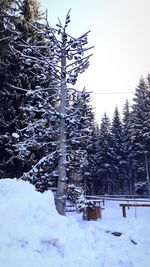 Snow covered pine trees on field against sky