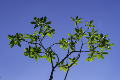 Low angle view of plant against clear blue sky