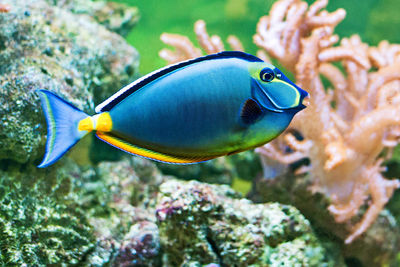 Close-up of fish swimming in sea