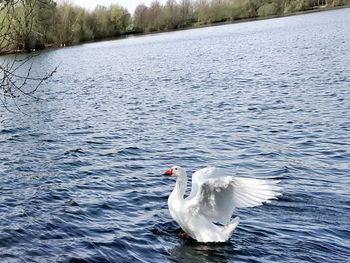 Bird in lake