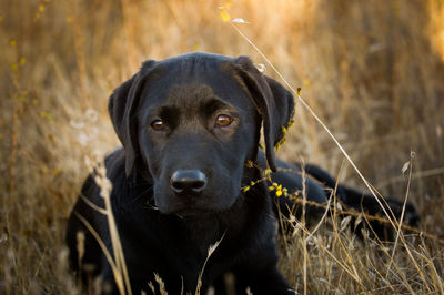 Close-up portrait of black dog on field