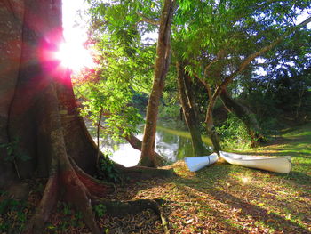 Trees in forest