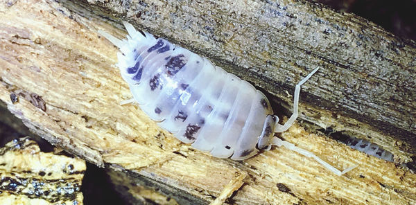 Close-up of insect on rock