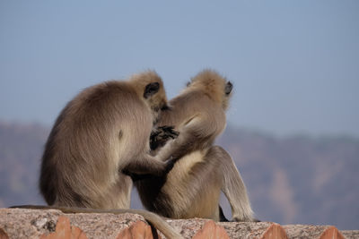 Monkey sitting on rock against sky