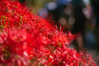 Close-up of yellow flowering plant