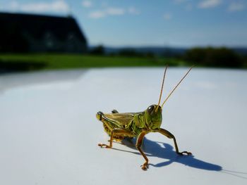 Close-up of insect on car roof