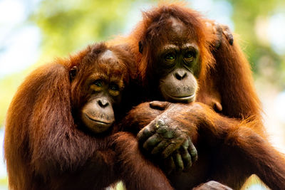 Two orangutans hugging each other in borneo.