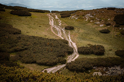 View of an animal on road
