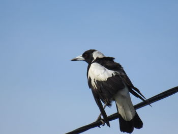 Low angle view of bird perching against clear sky