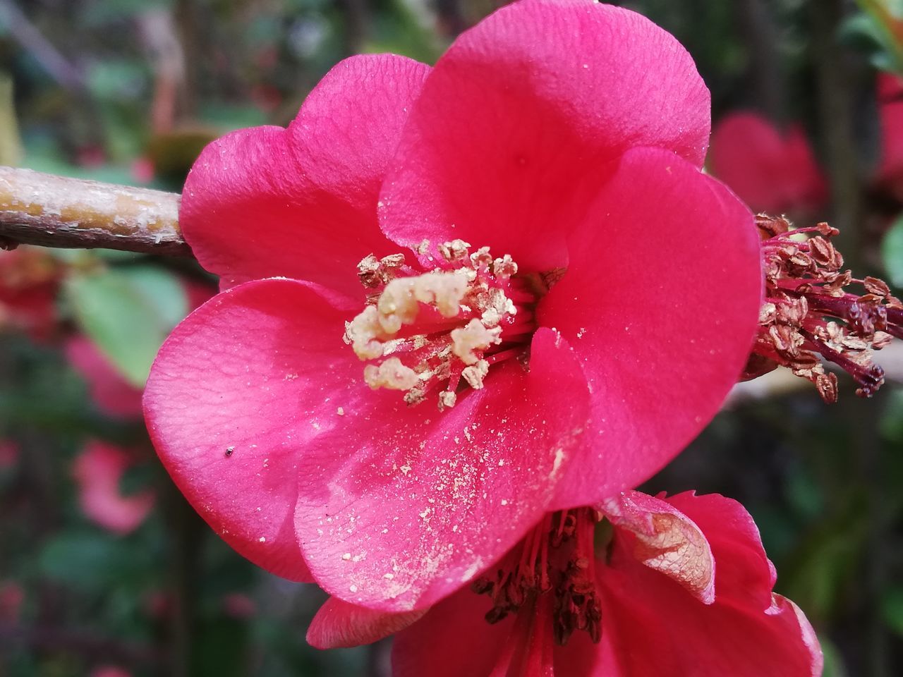 CLOSE-UP OF WET PINK ROSE