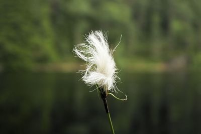 Close-up of dandelion flower