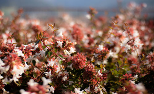 Close-up of pink flowering plants on field